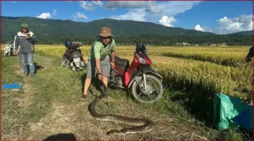 ثعبان شبكي.. فريق من حراس الغابات وسكان ثانه آن يعيدونه إلى بيئته الطبيعية